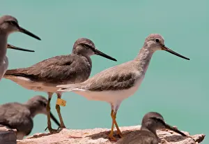 Tattlers: Grey-tailed Tattler and Terek Sandpiper (Tringa