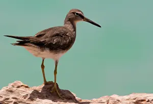Plumaged: Grey-tailed Tattler - a winter-plumaged bird