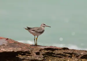 Plumaged: Grey-tailed Tattler - winter-plumaged bird with leg flag