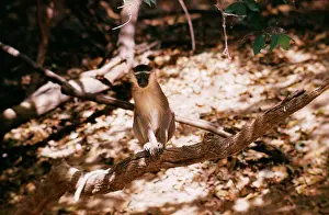 Beryl Blasdale: Grey Tantalus Monkey - sits on branch