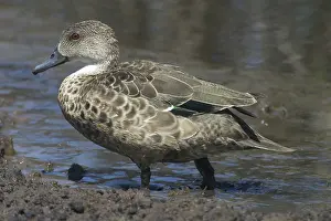 Teals: Grey Teal