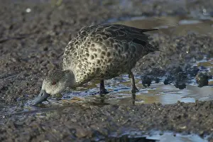 Teals: Grey Teal