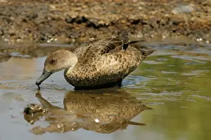 Teals: Grey Teal
