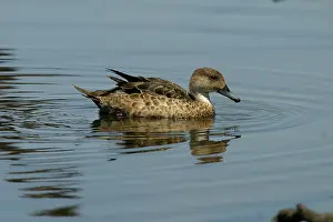 Teals: Grey Teal