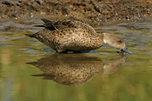 Teals: Grey Teal