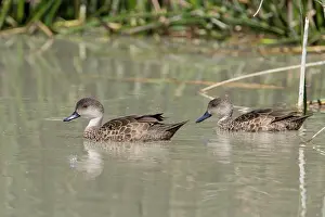 Gracilis: Grey Teal