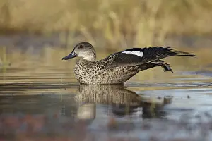 Cities: Grey Teal (Anas gracilis), Australian Capital Territory