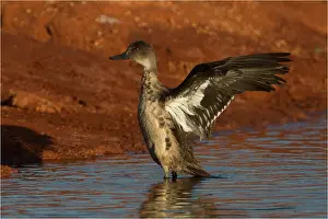 Teals: Grey Teal - wing flapping - at Papunya Aboriginal