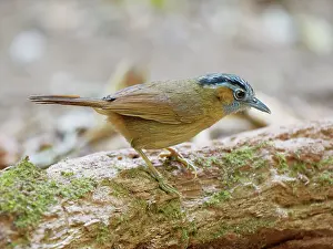 Babbler: Grey Throated Babbler Stachyris nigriceps Da Lat