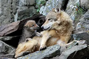 Timber: Grey /Timber Wolf - with babies 8 weeks old
