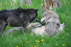 Packs: Grey / Timber Wolf - group