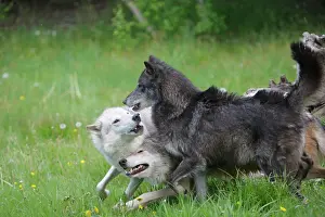 Packs: Grey / Timber Wolf - interaction between adults