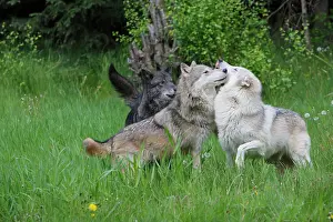 Packs: Grey / Timber Wolf - interaction between adults