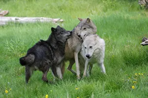 Packs: Grey / Timber Wolf - interaction between adults
