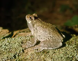 Donna Dickson: Grey Tree Frog