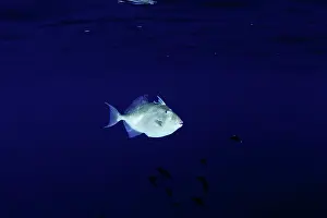 Azores: Grey triggerfish, Balistes capriscus, Santa Maria