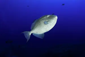 Azores: Grey triggerfish, Balistescapriscus, Santa Maria