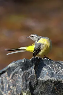 Wagtails: Grey Wagtail
