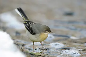 Motacillidae: Grey Wagtail