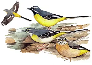 Motacilla: Grey Wagtail