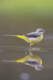 Cinerea: Grey Wagtail