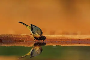 Dehesa: Grey Wagtail