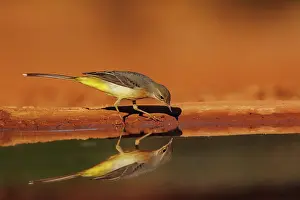 Dehesa: Grey Wagtail