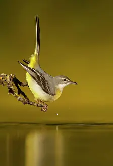 Wagtails: Grey Wagtail adult drinking