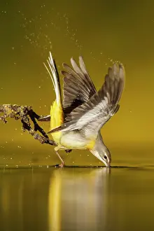 Wagtails: Grey Wagtail adult drinking
