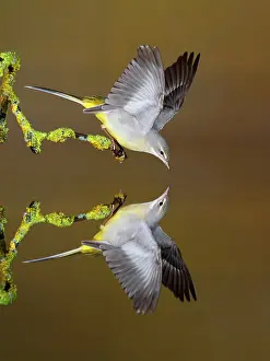 Wagtails: Grey Wagtail adult drinking with reflection in water
