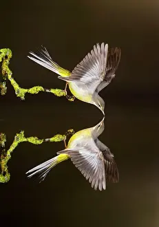 Wagtails: Grey Wagtail adult drinking with reflection in water