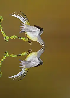 Wagtails: Grey Wagtail adult drinking with reflection in water