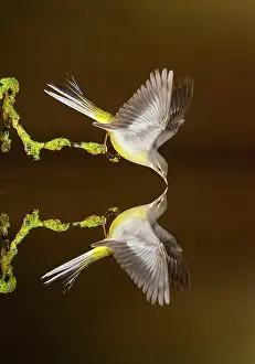 Wagtails: Grey Wagtail adult drinking with reflection in water