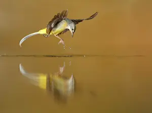 Wagtails: Grey Wagtail adult in flight above water