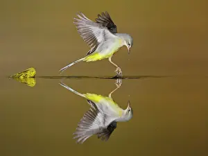 Wagtails: Grey Wagtail adult in flight above water with reflection