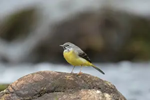 Cinerea: Grey Wagtail - adult male, - Sweden