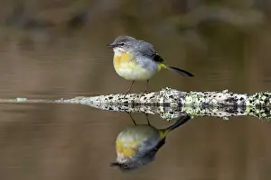 David Chapman: Grey Wagtail - Calling - Reflection - UK