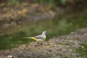 Puddles: Grey Wagtail - catching insects beside muddy pool