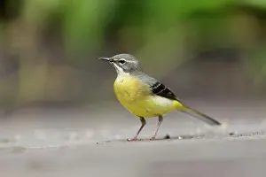 Wagtail: Grey Wagtail - female