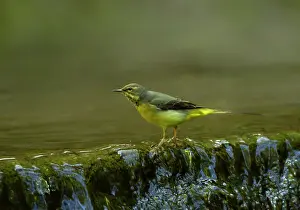 Wagtails: Grey Wagtail female by small waterfall in stream May