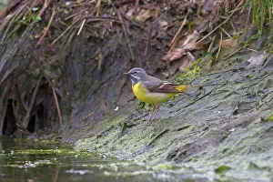 Wagtails: Grey Wagtail male