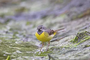 Wagtails: Grey Wagtail male