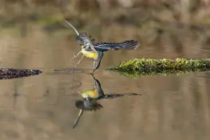 Catch: Grey Wagtail - Male - Winter - UK