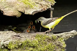 Vince Burton: Grey wagtail (Motacilla cinerea) female feeding young