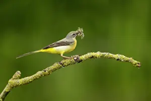 Vince Burton: Grey wagtail (Motacilla cinerea) female feeding young