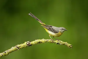 Vince Burton: Grey wagtail (Motacilla cinerea) female feeding young
