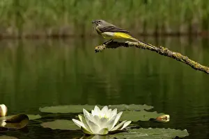 Vince Burton: Grey wagtail (Motacilla cinerea) female feeding young