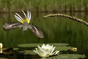 Chasing: Grey wagtail (Motacilla cinerea) female feeding young