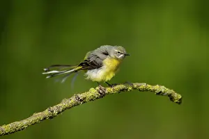 Vince Burton: Grey wagtail (Motacilla cinerea) female having a rouse