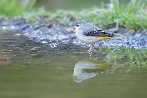 Brais Seara Fernandez: Grey Wagtail (Motacilla cinerea) ~ looking for food on river shore ~ Castilla y Leon
